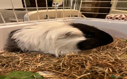 Guinea Pig rodents for sale: 2 Female Guinea Pigs - Image 2