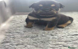 English Bulldog dogs for sale: Beautiful English bulldog puppies - Image 2