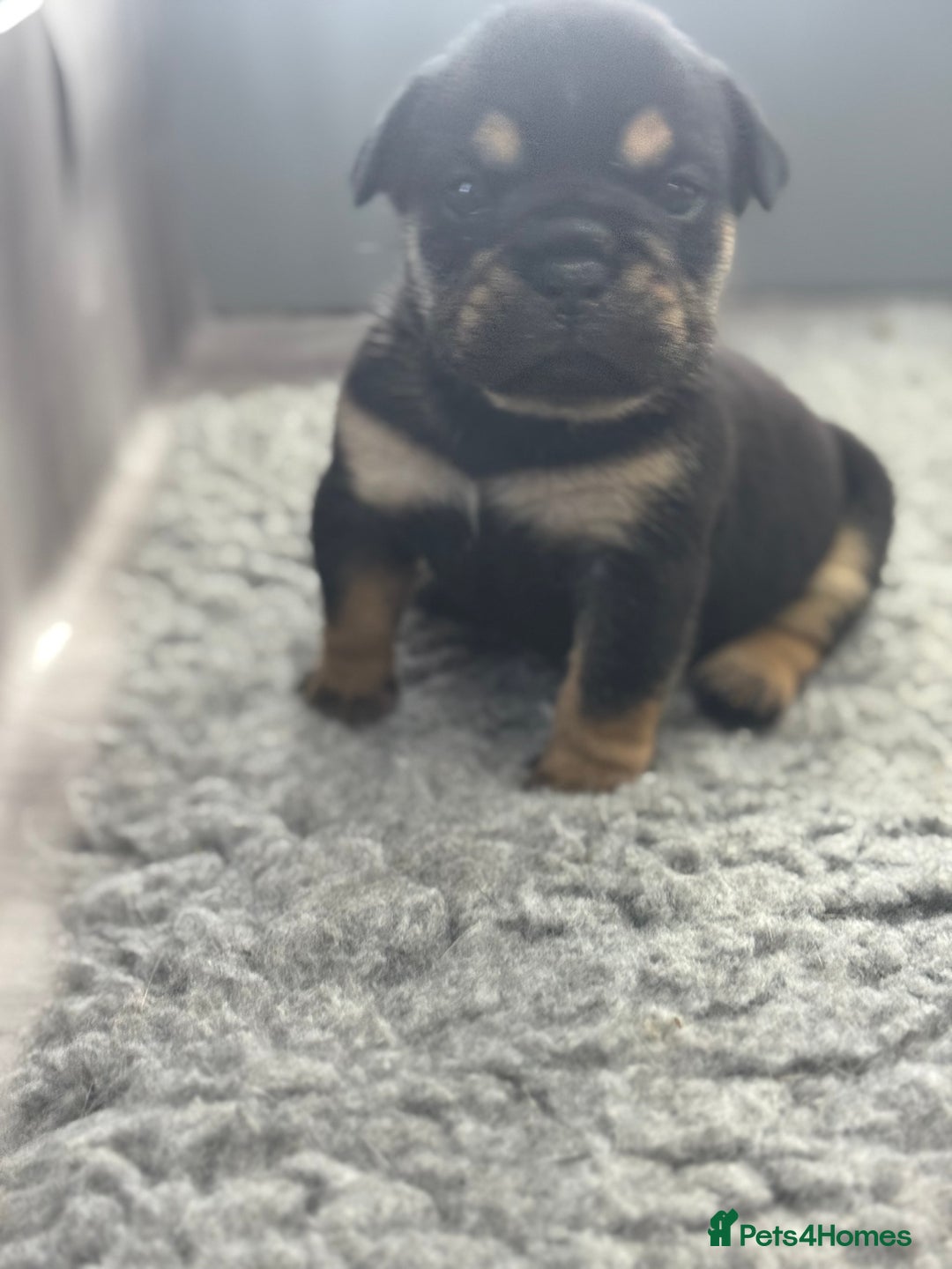 English Bulldog dogs for sale: Beautiful English bulldog puppies - Image 2
