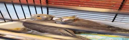Cockatiels birds for sale: Cockatiels  - Advert 3