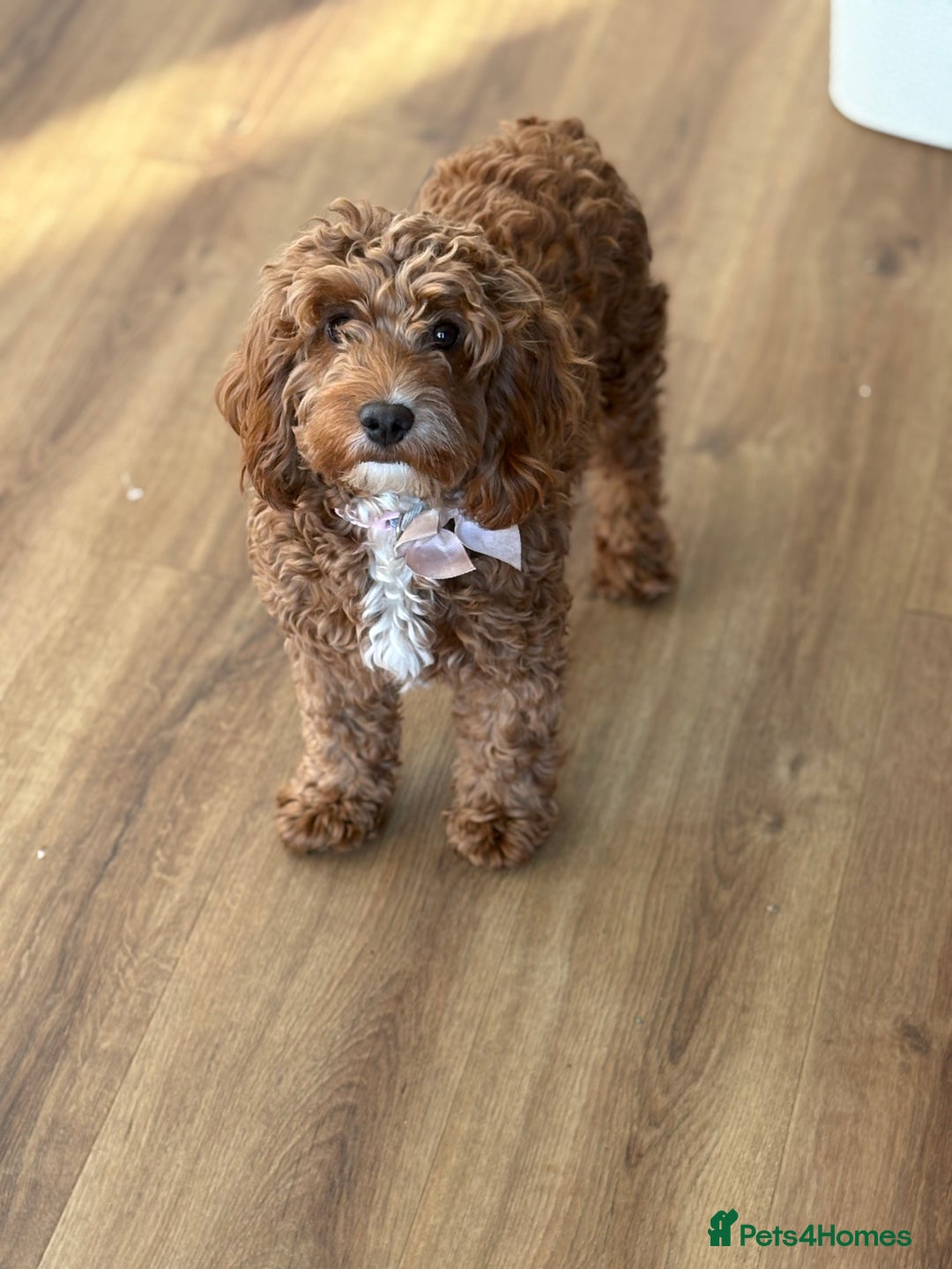 Cockapoo dogs for sale: gorgeous litter of Cockapoo puppies 🐶  - Image 7