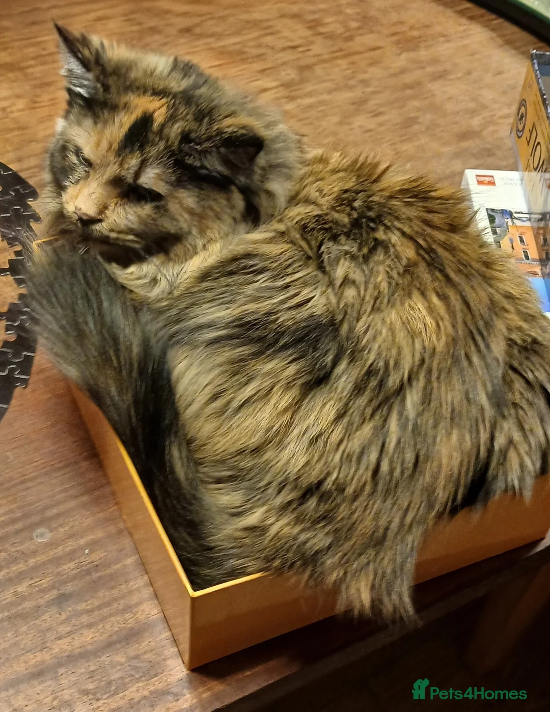 Siberian cats for sale: 2 Siberian cats - Advert 3