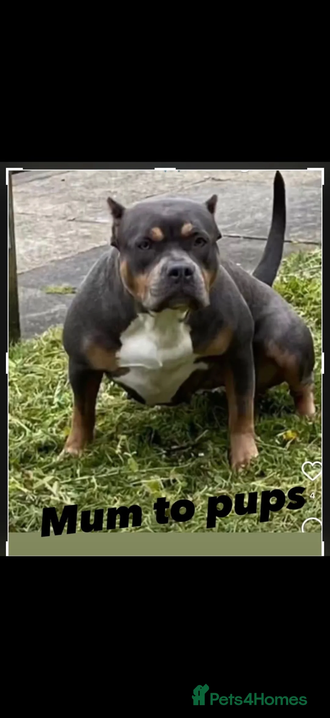 American Bully dogs for sale: Hatton The Micro Pocket Bully in Romford - Advert 1