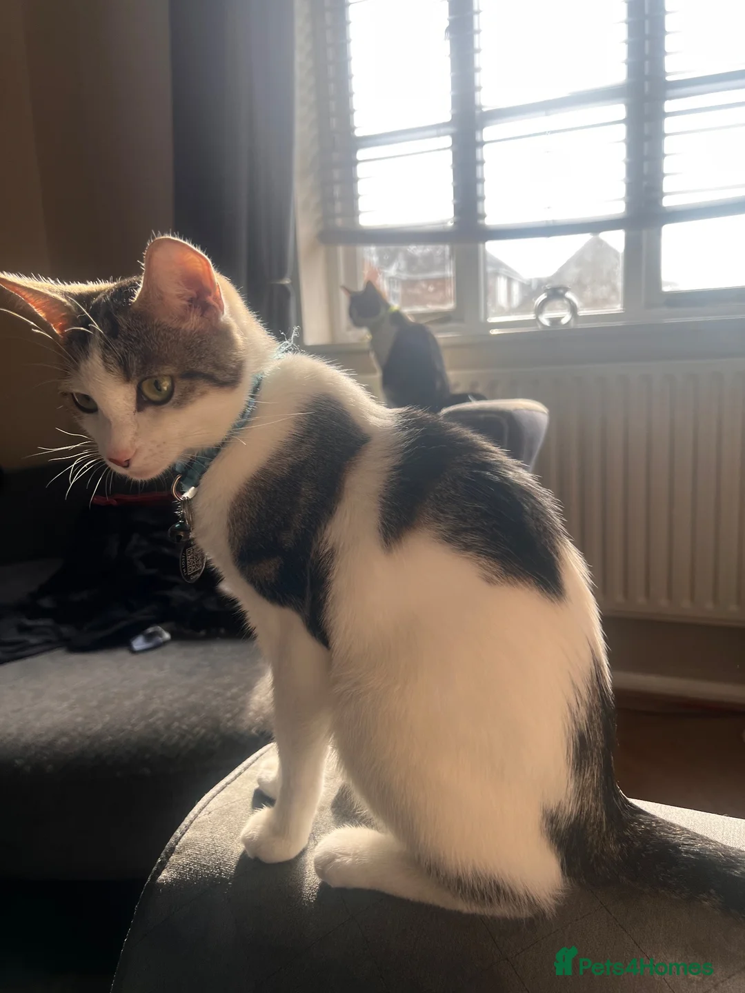 British Shorthair cats for sale: Male kitten  - Advert 5