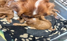 Cavapoo dogs for sale: Cavapoo Pups  - Image 8