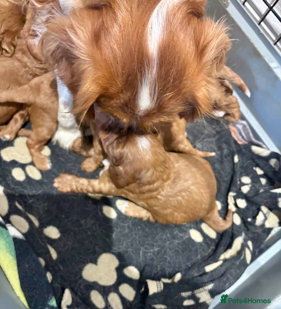 Cavapoo dogs for sale: Cavapoo Pups  - Image 8