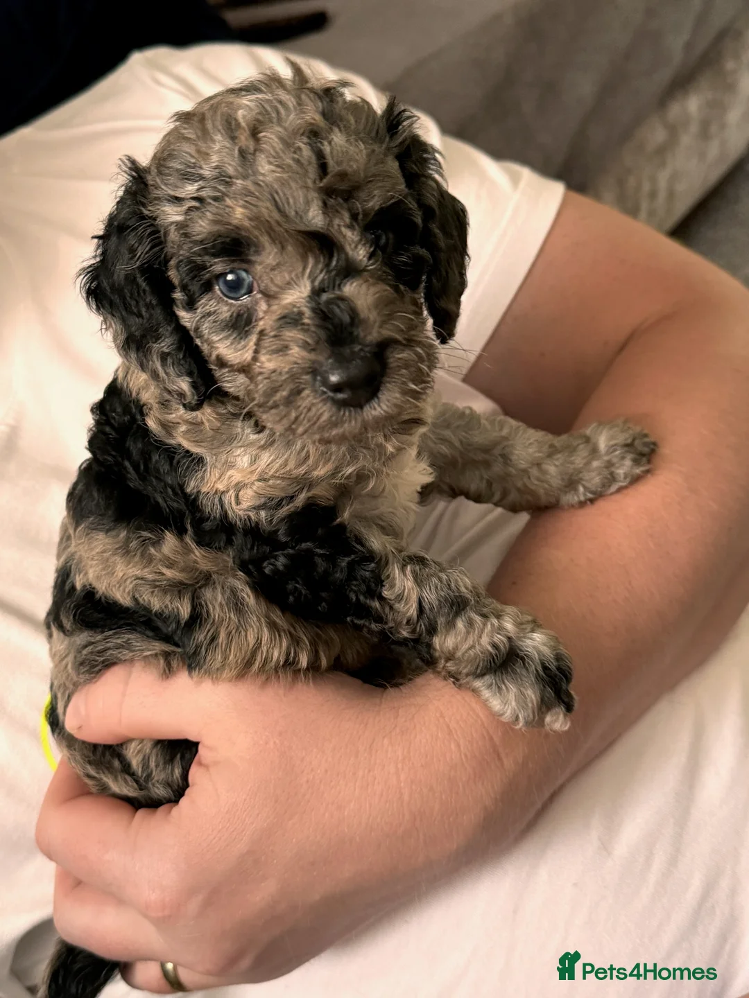Miniature Poodle dogs for stud: DWKC  merle miniature poodle. Fully health tested  in Walsall - Advert 15