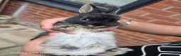 Netherland Dwarf rabbits for sale: Beautiful Netherland Dwarf bunnies - Advert 18