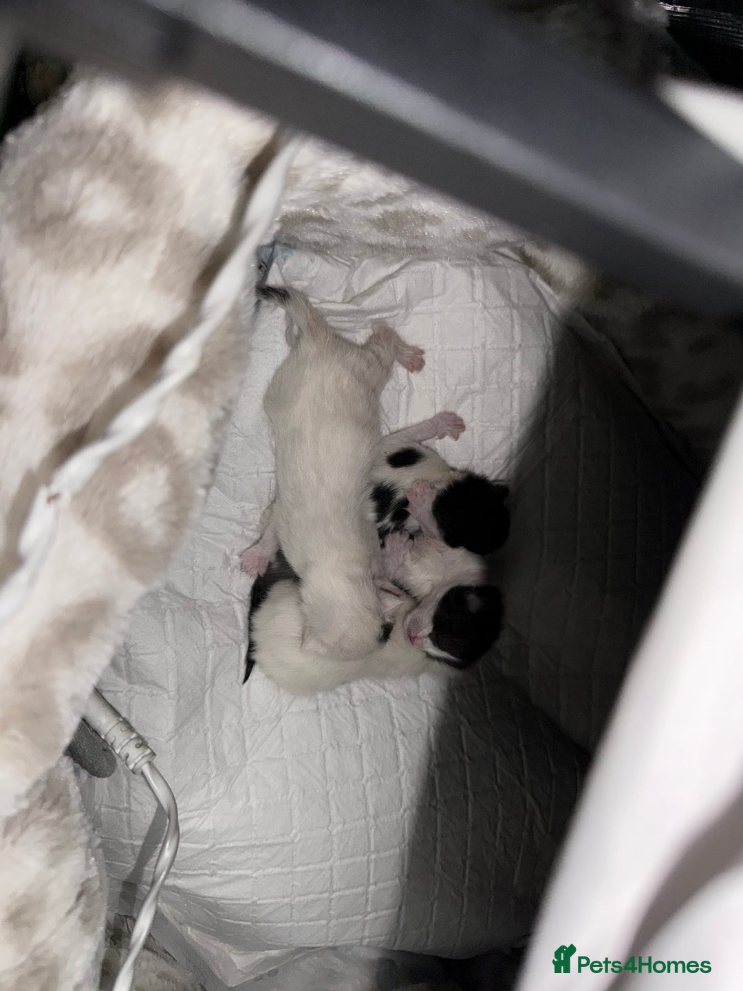 Domestic Shorthair cats for sale: Kittens for sale - Advert 3