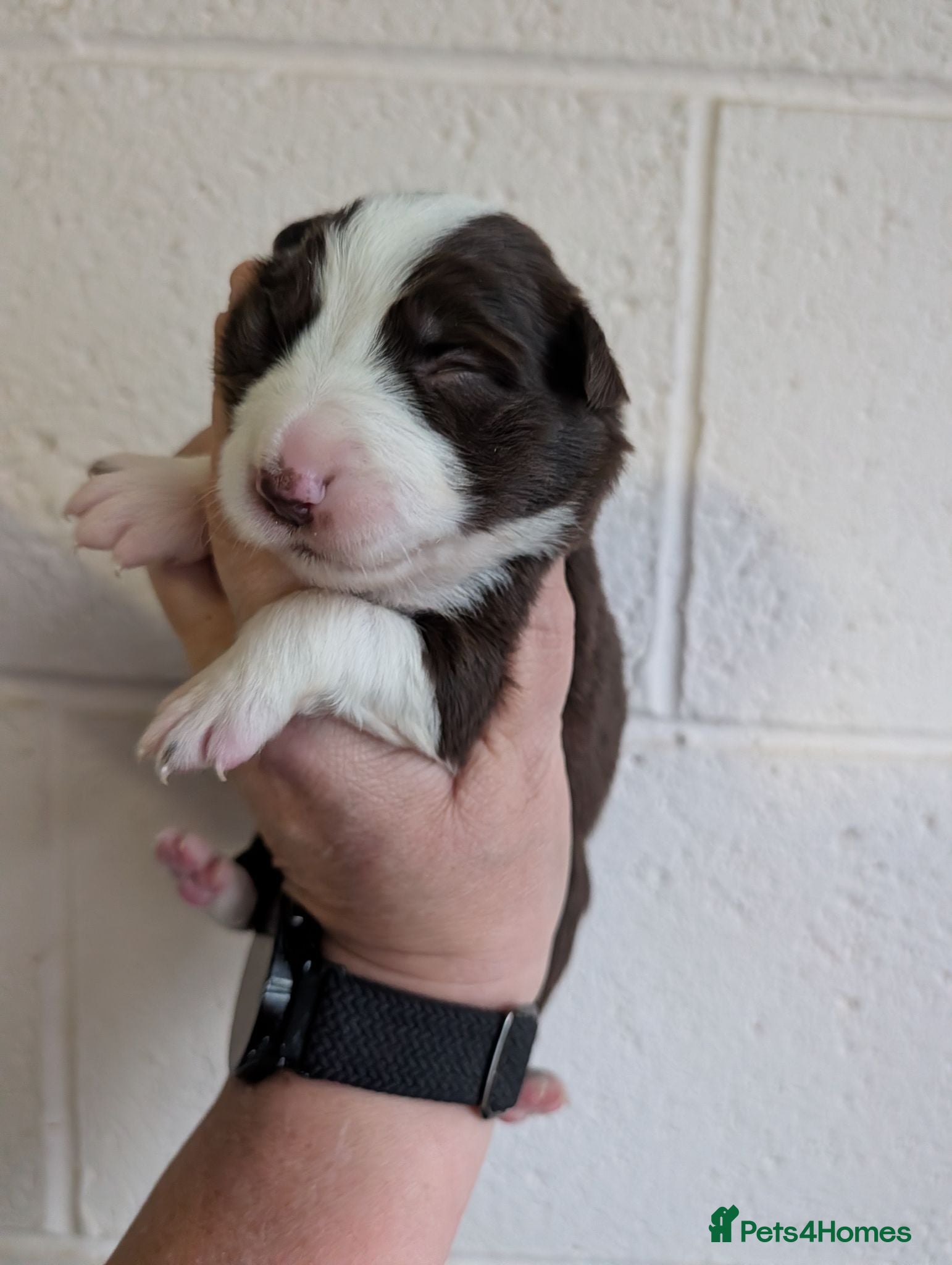 Border Collie dogs Border collie puppies - Advert 2