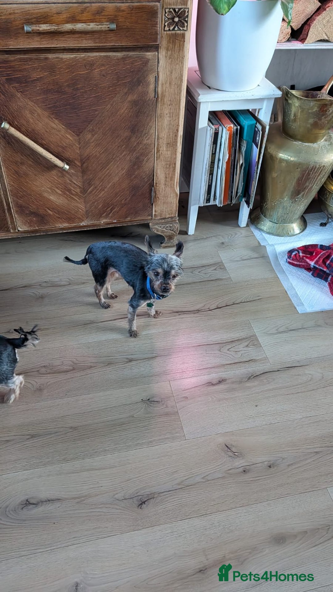 Yorkshire Terrier dogs for sale: Yorkshire terrier 6 years old - Advert 8