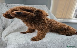 Toy Poodle dogs for sale: Leo sweet boy - Image 1