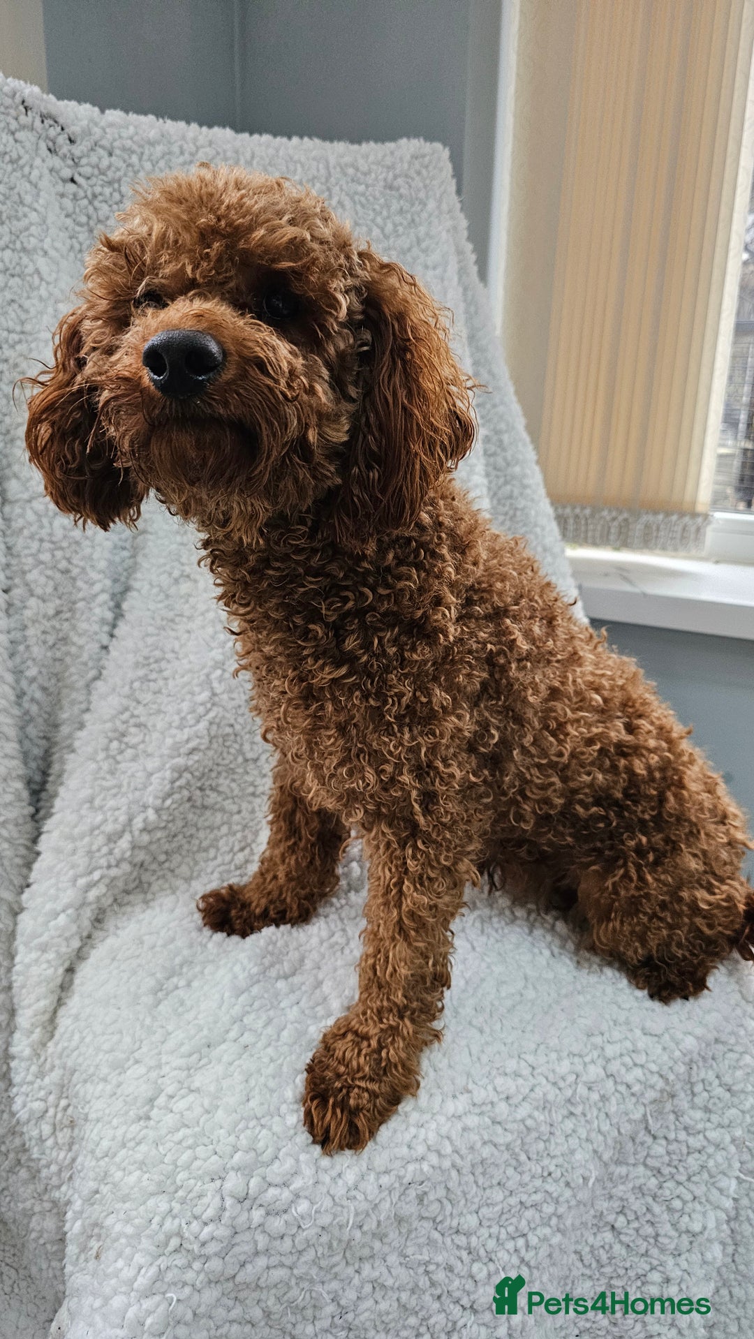 Toy Poodle dogs for sale: Leo sweet boy - Image 1