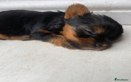 Yorkshire Terrier dogs for sale: Pure Breed Toy Yorkshire Terrier Pups Ready Now!  - Image 8
