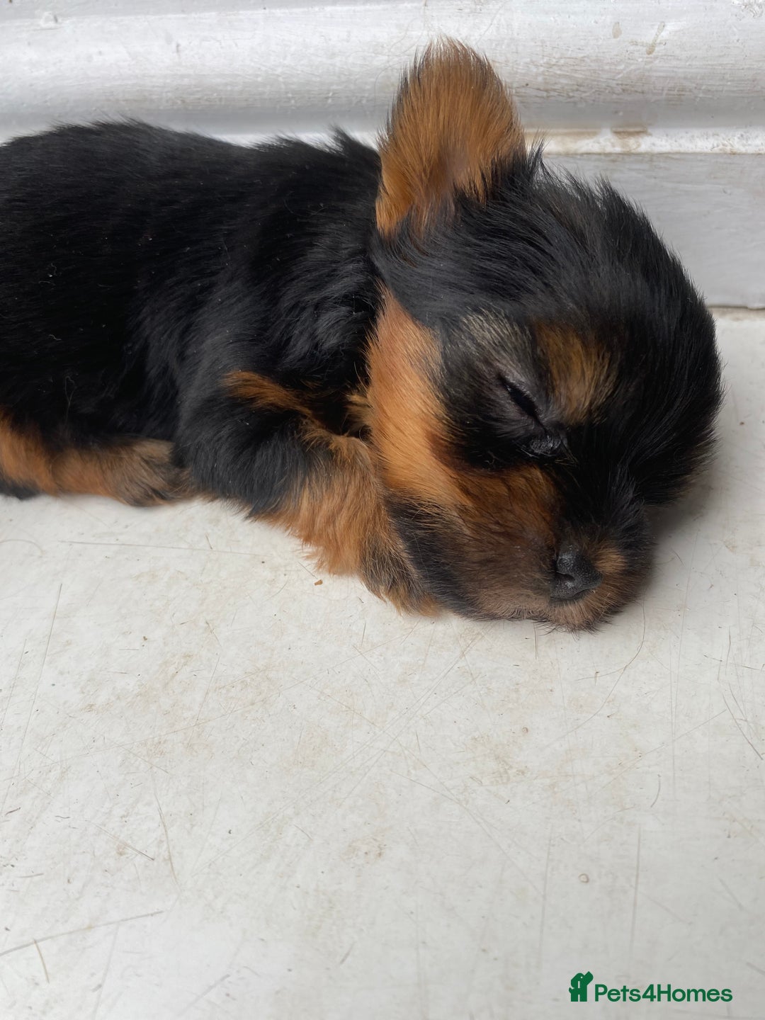Yorkshire Terrier dogs for sale: Pure Breed Toy Yorkshire Terrier Pups Ready Now!  - Image 8