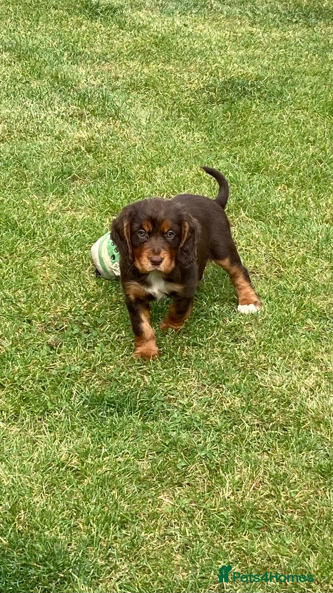Cocker Spaniel dogs for sale: Full of character  - Image 6