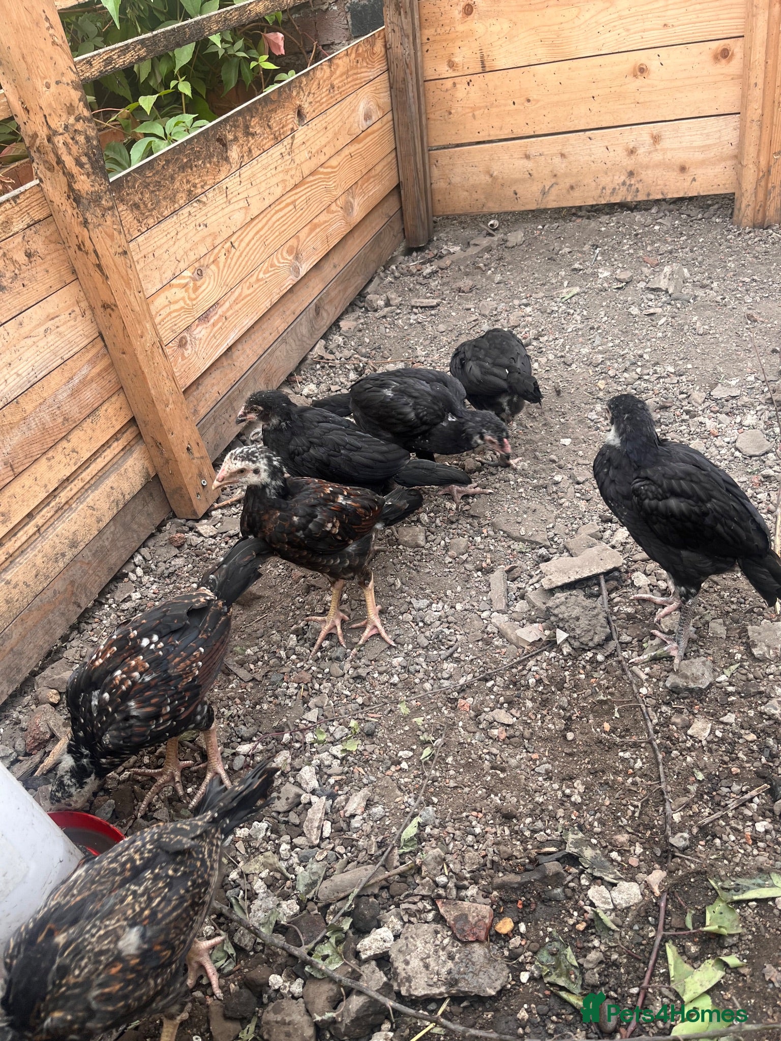 Mixed Breed poultry BrazillianXGerman O shamo - Advert 1