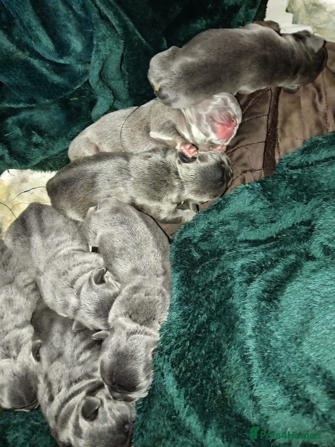 French Bulldog dogs for sale: 🐾 Adorable French Bulldog Puppies for Sale 🐾 - Image 6