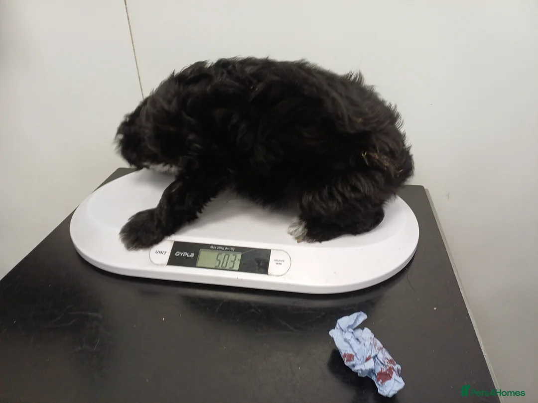 Mixed Breed dogs for adoption: 🐾💙FINLEY, a Small Boy with a Big Personality💙🐾 - Advert 2