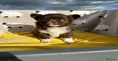 Chihuahua dogs - Advert 14