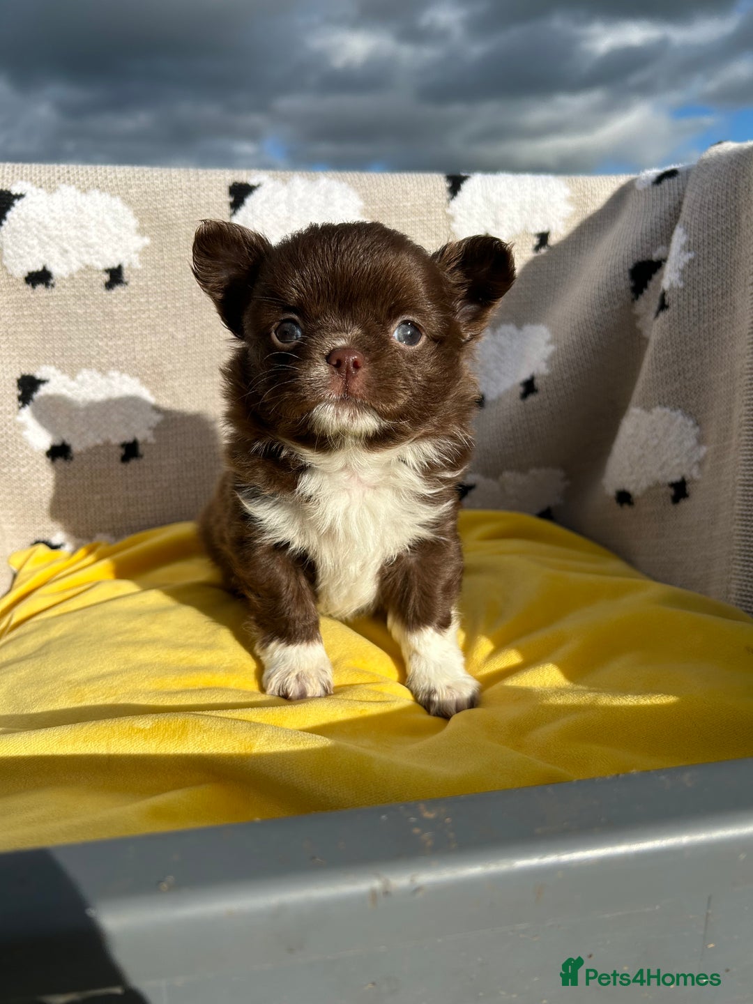 Chihuahua dogs for sale: Chihuahua Puppies - Image 1