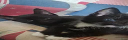 Mixed Breed cats for sale: 3 lovely male kittens  - Advert 3