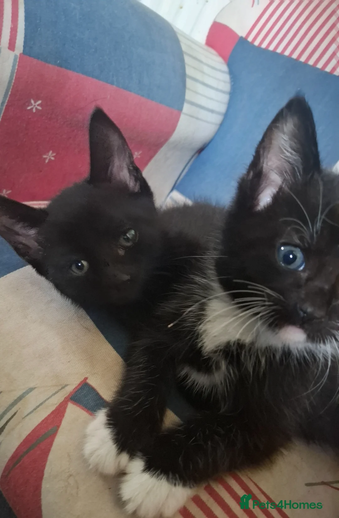 Mixed Breed cats for sale: 3 lovely male kittens  - Advert 3