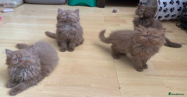 British Longhair cats - Advert 2
