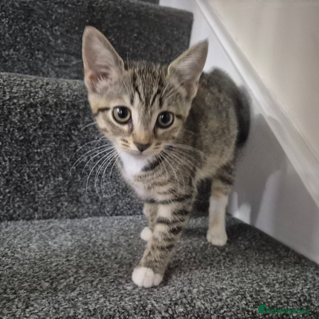 Domestic Shorthair cats for sale: Friendly and Playful Tabby Kitten - Image 2