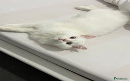 Persian cats for sale: Gorgeous one year old baby girl😍 - Image 2