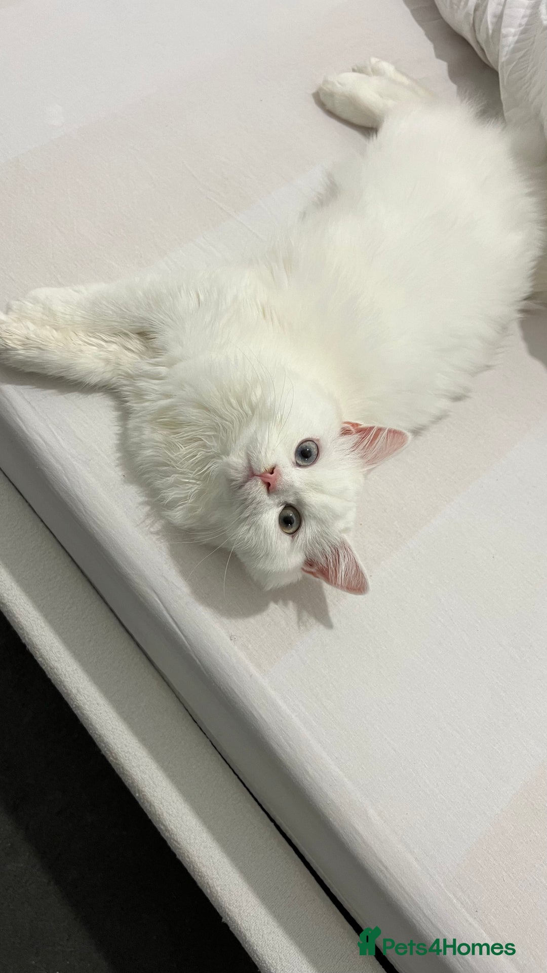 Persian cats for sale: Gorgeous one year old baby girl😍 - Image 2