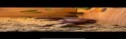 Leopard Gecko reptiles for sale: Male leopard gecko  - Advert 3