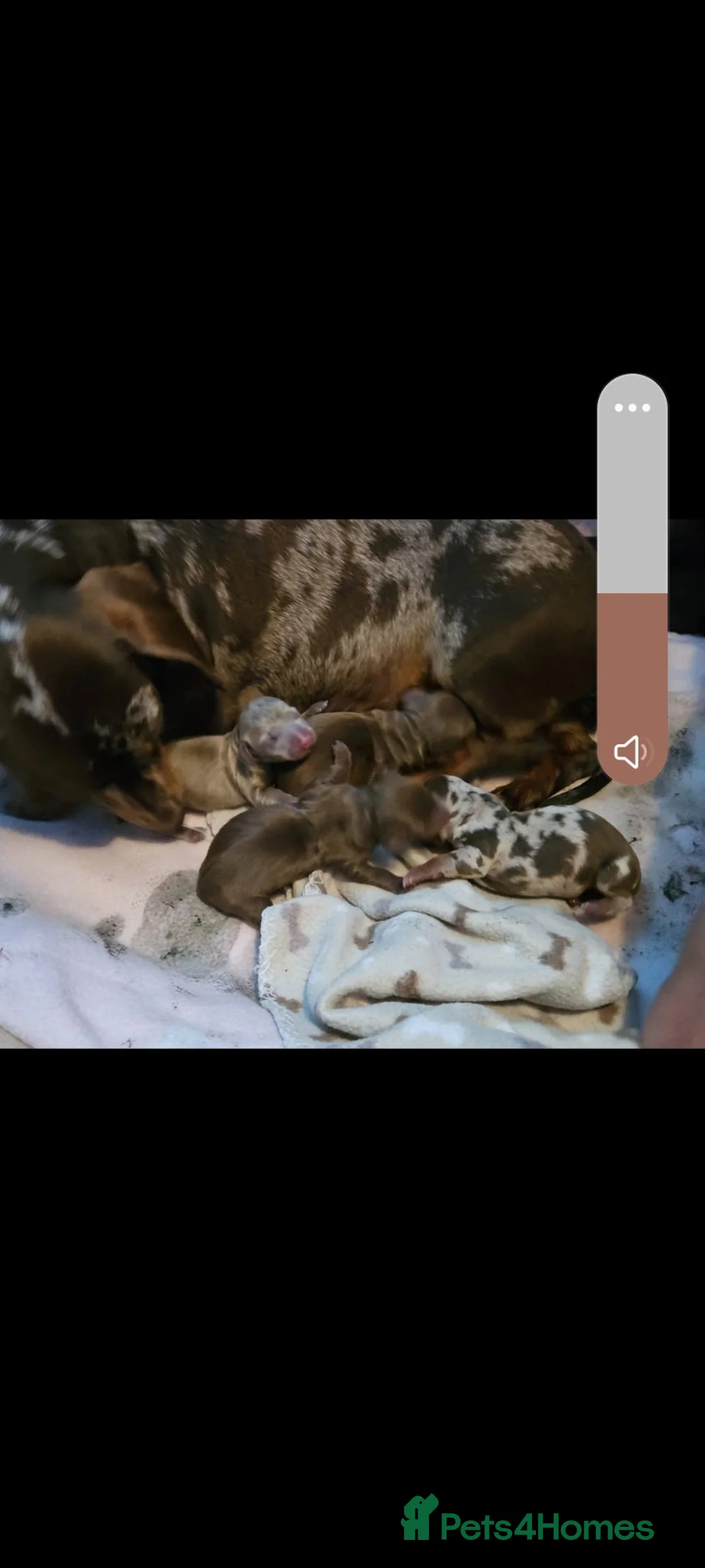 Dachshund dogs for sale: Miniature Dachshund puppy's for sale  - Advert 4