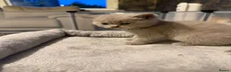 British Shorthair cats for sale: British short hair kittens - Advert 8
