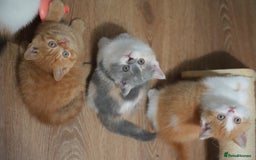 British Shorthair cats for sale: Registered champion bloodline BSH - Image 1