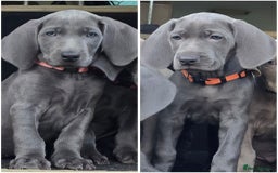Weimaraner dogs for sale: *2 LEFT *BEAUTIFUL KC WEIM PUPS 2ND/FINAL LITTER  - Advert 1