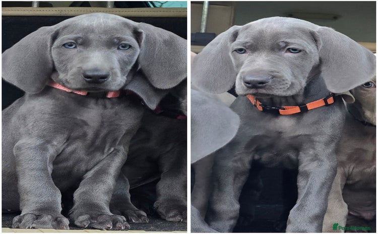 Weimaraner dogs *2 LEFT *BEAUTIFUL KC WEIM PUPS 2ND/FINAL LITTER  - Advert 1