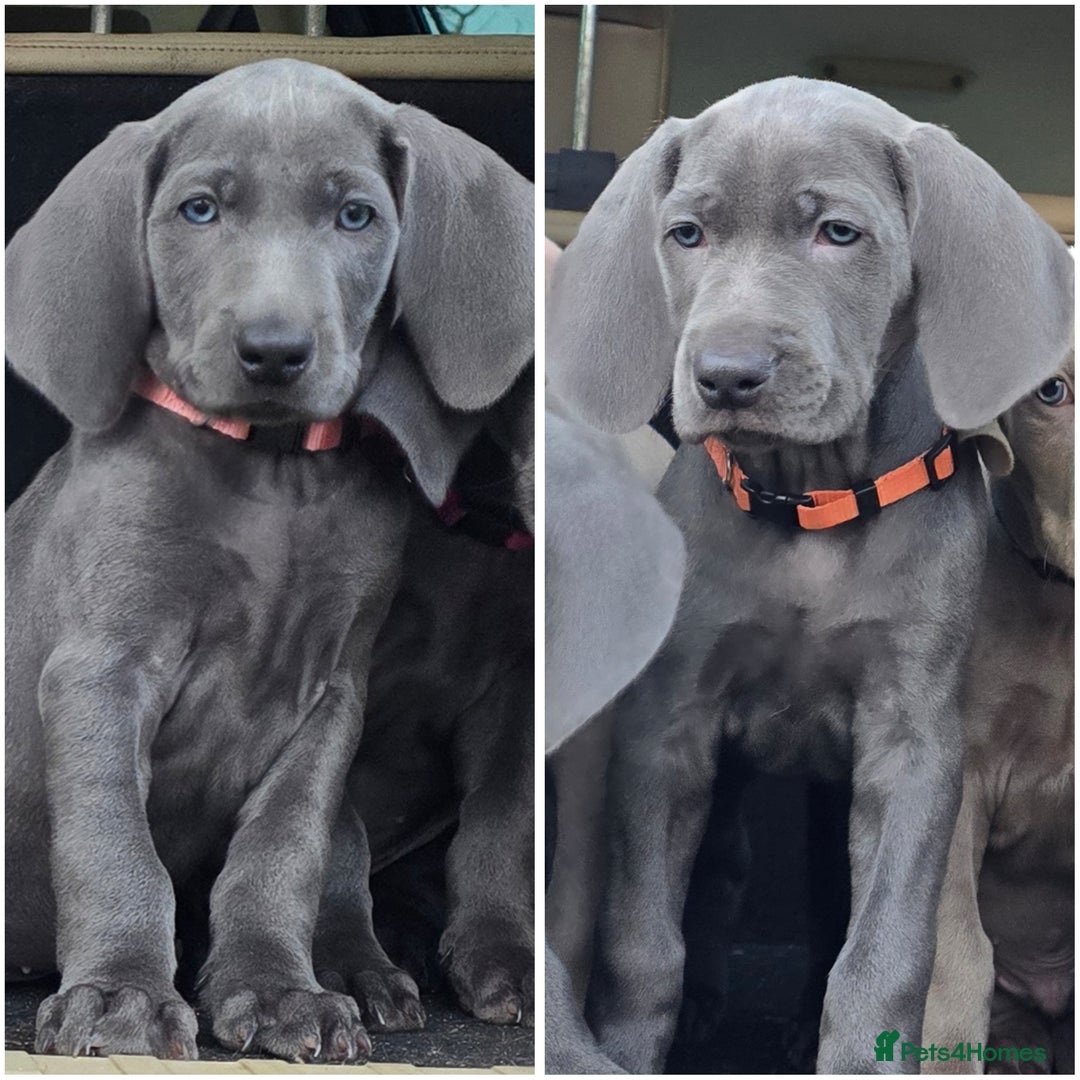 Weimaraner dogs for sale: *2 LEFT *BEAUTIFUL KC WEIM PUPS 2ND/FINAL LITTER  - Advert 1