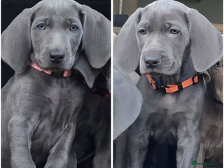 Weimaraner dogs *2 LEFT *BEAUTIFUL KC WEIM PUPS 2ND/FINAL LITTER - Advert 11