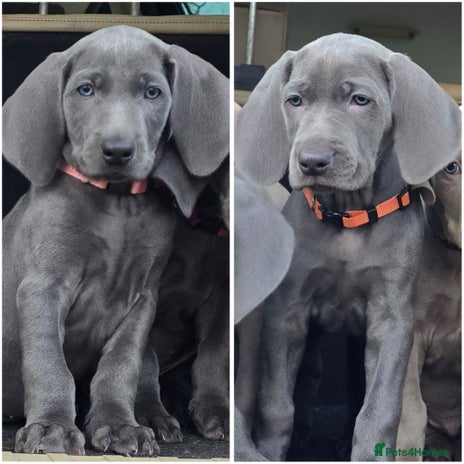 Weimaraner dogs *2 LEFT *BEAUTIFUL KC WEIM PUPS 2ND/FINAL LITTER - Advert 1