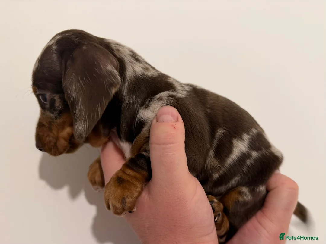 Miniature Dachshund dogs for sale: Beautiful miniature dachshund girls ready 22/3 - Advert 25