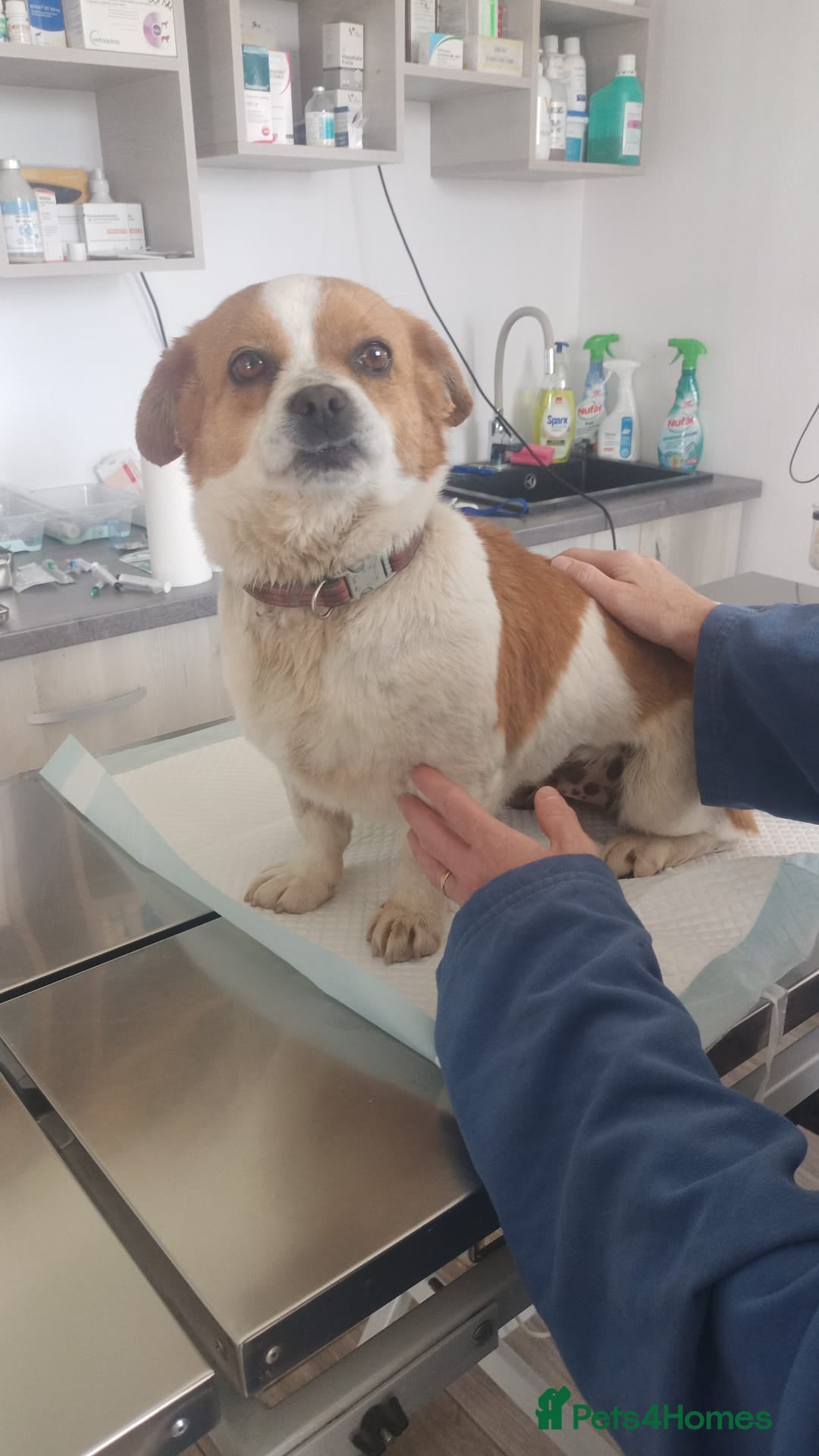 Mixed Breed dogs 🐾MONA-LISA – FOUND IN A DITCH… NOW READY FOR LOVE - Advert 2