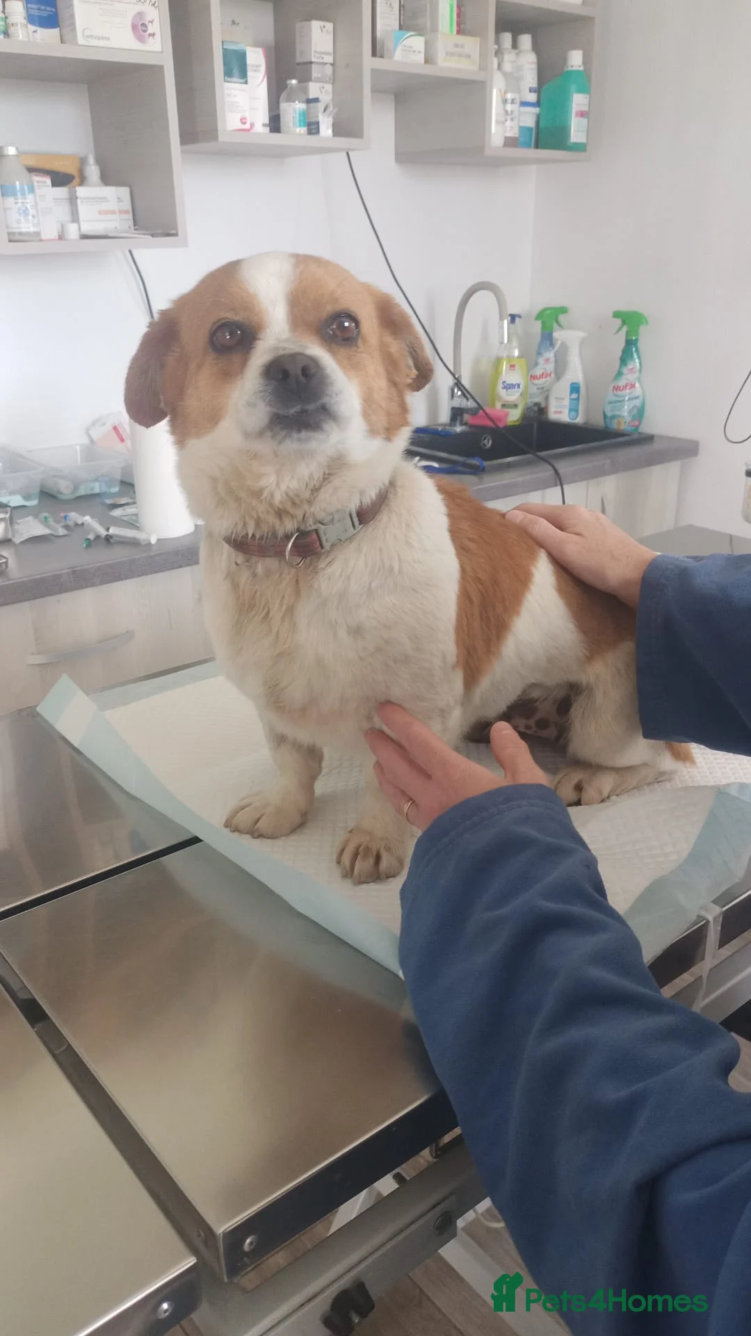 Mixed Breed dogs for adoption: 🐾MONA-LISA – FOUND IN A DITCH… NOW READY FOR LOVE - Advert 2