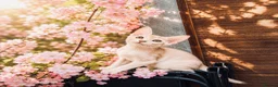 Abyssinian cats for sale:     Fu (福) 🏆✨ CHAMPION Silver Cinnamon Abyssinian - Advert 3
