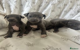 Italian Greyhound dogs for sale: 1 boy left  - Image 13