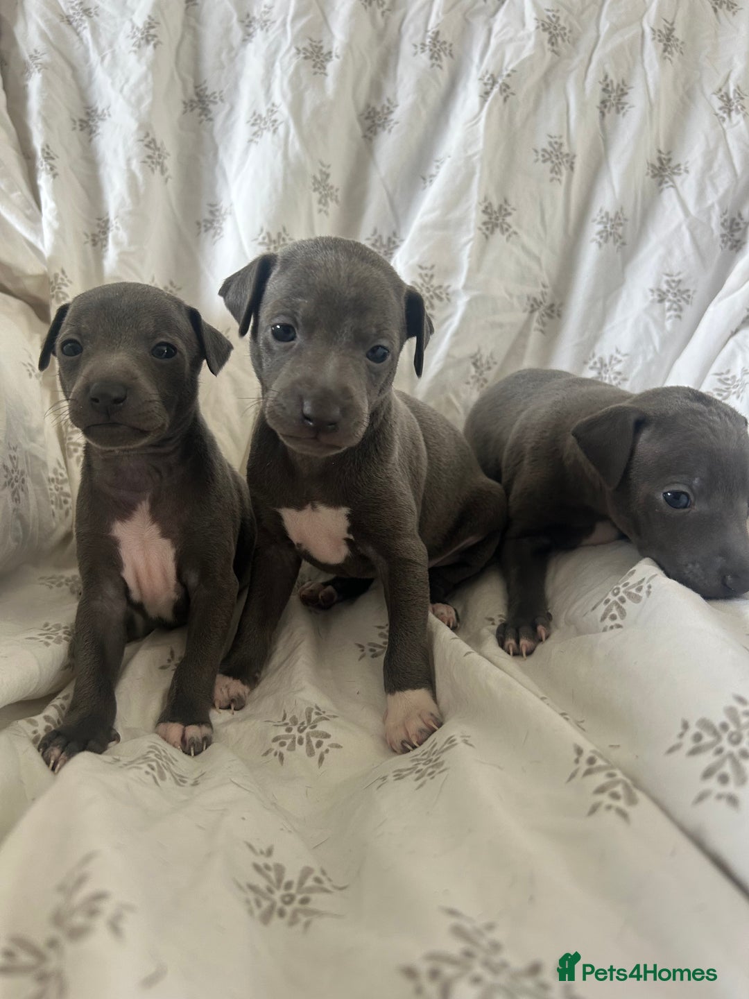 Italian Greyhound dogs for sale: 1 boy left  - Image 13