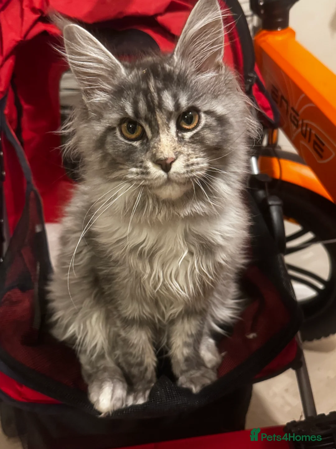 Maine Coon cats for sale: Beautiful Retired Maine Coon Queen  - Advert 6