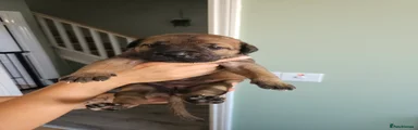 Cane Corso 7