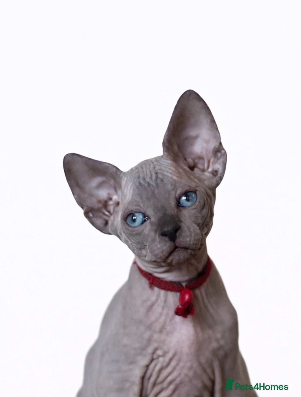 Sphynx cats Sphynx Kittens - European Champion Bloodlines - Advert 6