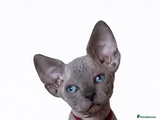 Sphynx cats Sphynx Kittens - European Champion Bloodlines - Advert 6